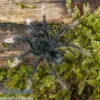 Blassfuß-Riesenvogelspinne, Theraphosa apophysis