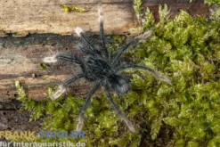 Blassfuß-Riesenvogelspinne, Theraphosa apophysis
