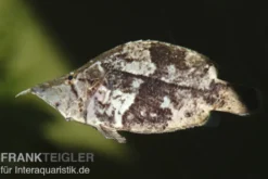Blattfisch, Monocirrhus polyacanthus, 6-7 cm