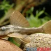 Blauaugen-Cochliodonwels, L137, Cochliodon soniae