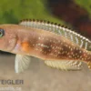 Blauaugen-Schneckenbarsch, Neolamprologus meeli, 3-5 cm