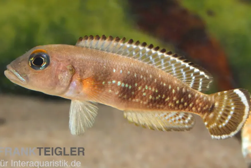 Blauaugen-Schneckenbarsch, Neolamprologus meeli, 3-5 cm