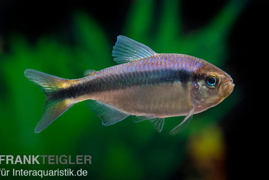 Blaubandsalmler, Hyphessobrycon sp. Blue Ribbon