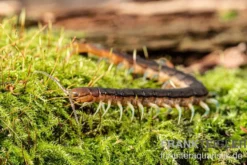 Blaubeiniger Hundertfüßer, Scolopendra cf. valida "Blue Legs Westafrica"