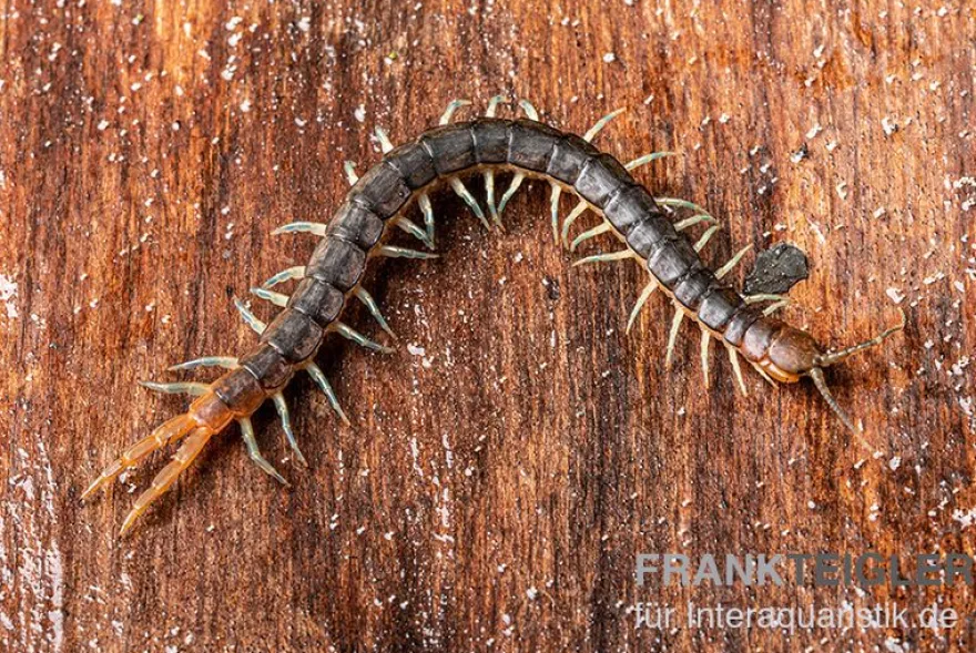 Blaubeiniger Hundertfüßer, Scolopendra cf. valida "Blue Legs Westafrica"