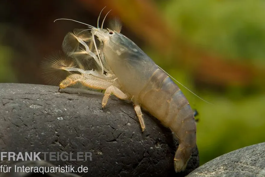Blaue Monsterfächergarnele, Atya gabonensis, Größe S (3-4 cm)