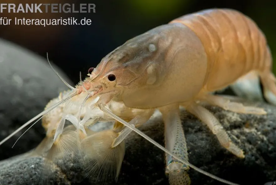 Blaue Monsterfächergarnele, Atya gabonensis, Größe S (3-4 cm)
