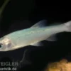 Blaue Orfe XL, Leuciscus idus