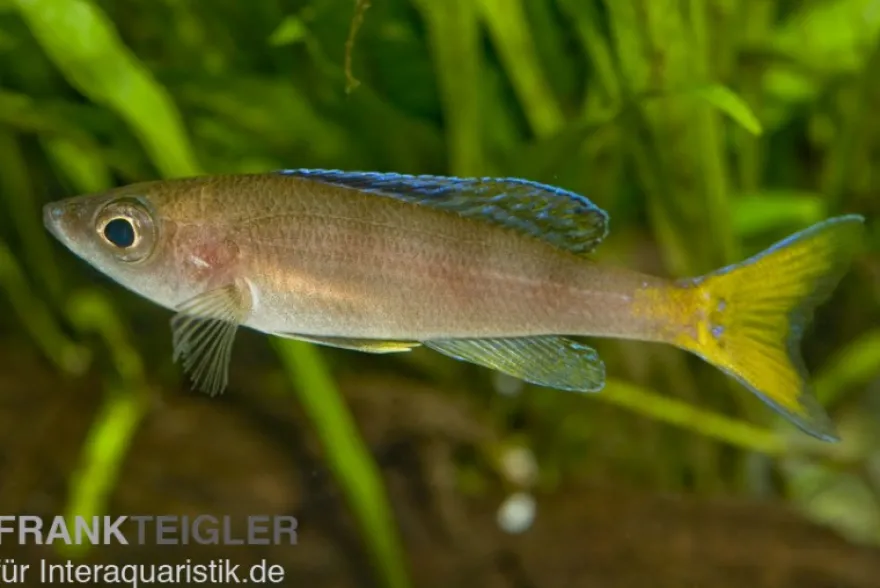 Blauer Heringscichlide, Cyprichromis leptosoma "Utinta", DNZ