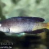Blauer Heringscichlide, Cyprichromis leptosoma "Mpulungu", DNZ