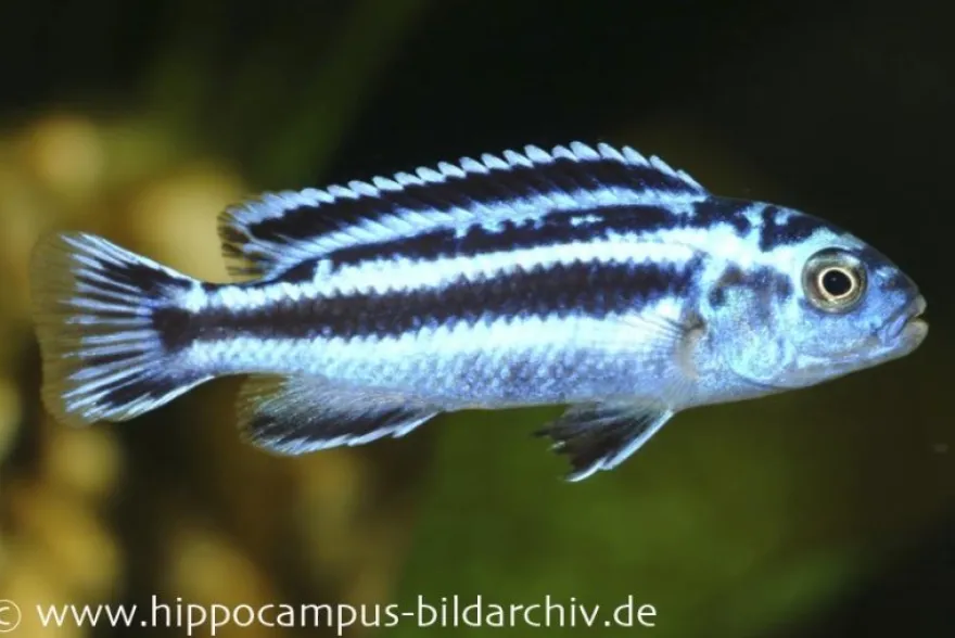 Blauer Johanni, Melanochromis maingano, DNZ