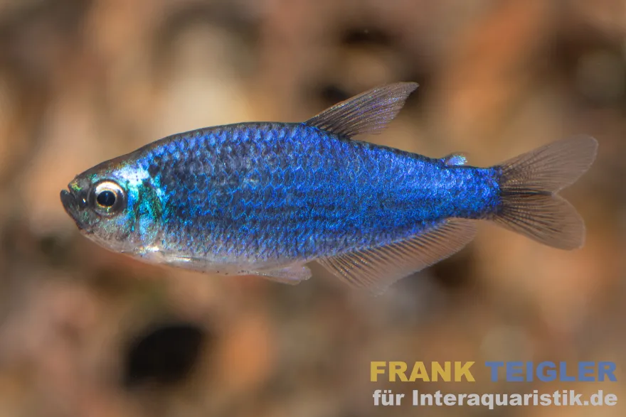 Blauer Königssalmler, Inpaichthys kerri Super blue