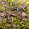 Blauer Korallenfinger-Laubfrosch, Litoria caerulea