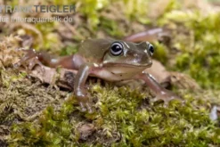 Blauer Korallenfinger-Laubfrosch, Litoria caerulea
