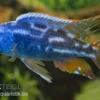 Blauer Leopard-Maulbrüter, Nimbochromis fuscotaeniatus, DNZ