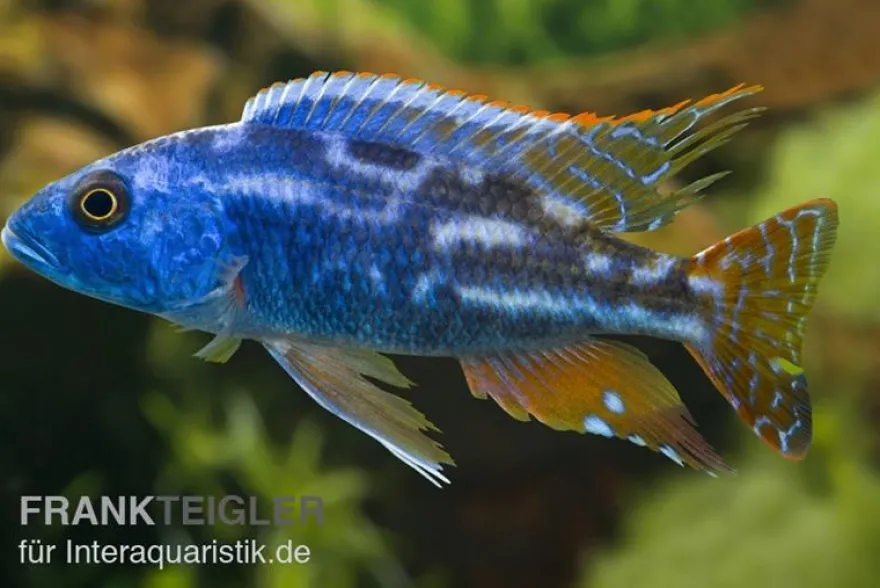 Blauer Leopard-Maulbrüter, Nimbochromis fuscotaeniatus, DNZ