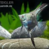 Blauer Leopard-Skalar, Pterophyllum scalare blau Leopard, DNZ
