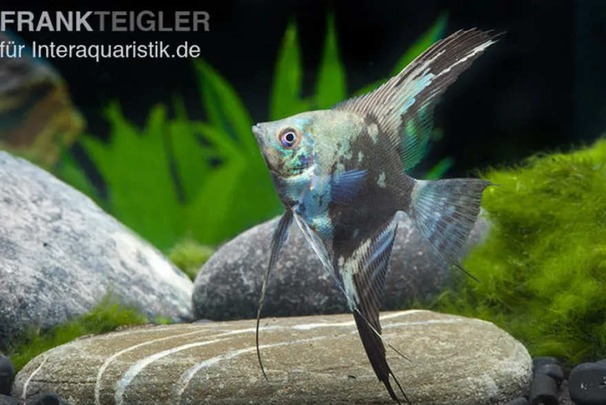 Blauer Leopard-Skalar, Pterophyllum scalare blau Leopard, DNZ