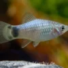 Blauer Mickey Mouse Platy, Xiphophorus maculatus