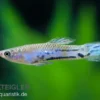 Blauer Parakärpfling, Micropoecilia parae melanzona BLUE (Minifisch)