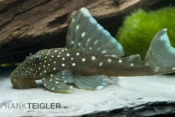 Blauer Phantomwels, Hemiancistrus spec. L128, 3-5 cm