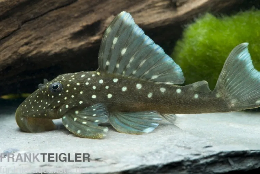 Blauer Phantomwels, Hemiancistrus spec. L128, 3-5 cm