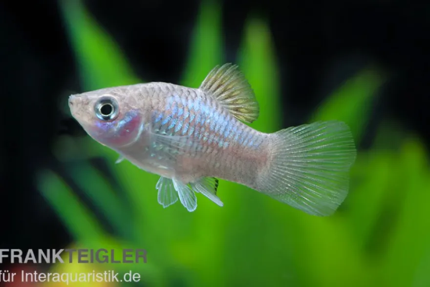 Blauer Platy, Xiphophorus maculatus