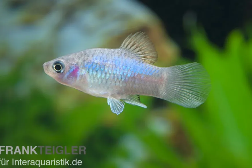 Blauer Platy, Xiphophorus maculatus