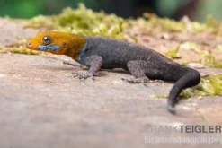 Blauer Rotkopfgecko, Gonatodes albogularis, gemischt