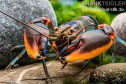 Blauer Rotscheren-Tigerkrebs, Cherax alyciae