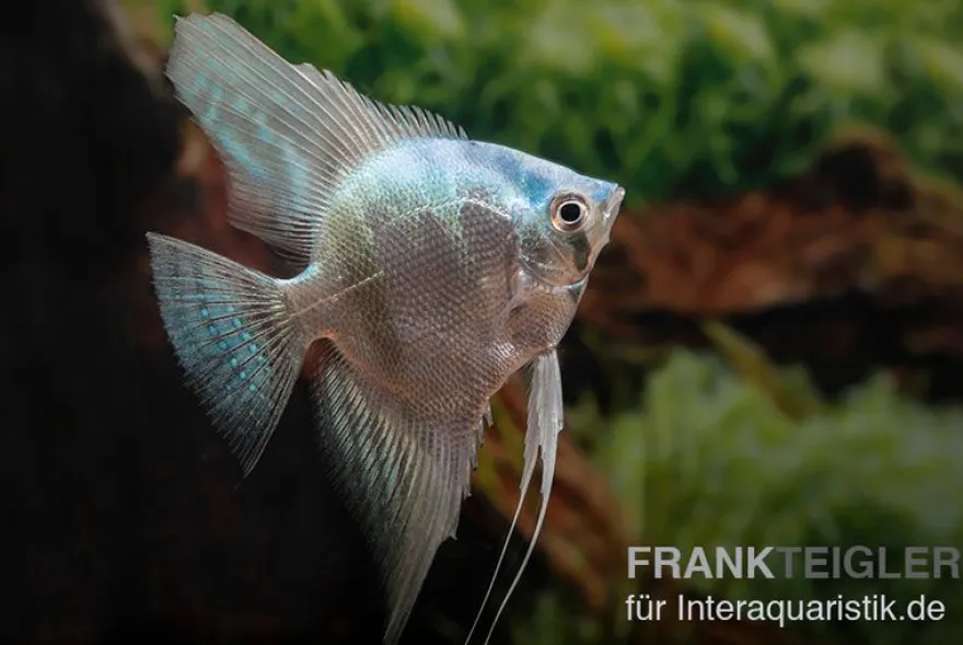 Blauer Skalar, Pterophyllum scalare