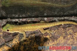 Blauer Taggecko, Phelsuma robertmertensi