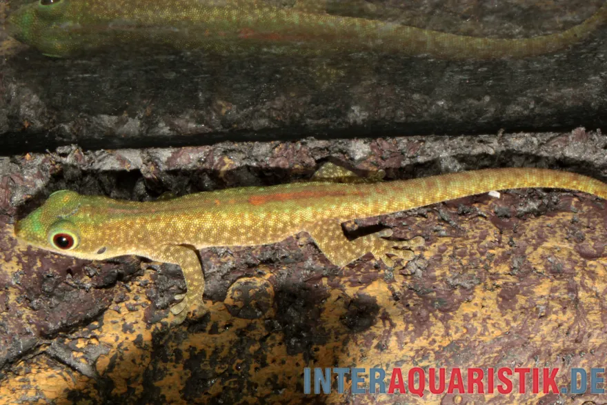 Blauer Taggecko, Phelsuma robertmertensi
