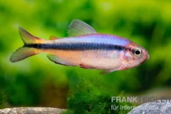 Blauer Tapajós-Salmler, Hyphessobrycon melanostichos