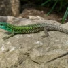 Blaue Ruineneidechse, Podarcis siculus klemmeri