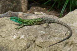 Blaue Ruineneidechse, Podarcis siculus klemmeri