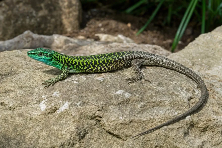 Blaue Ruineneidechse, Podarcis siculus klemmeri