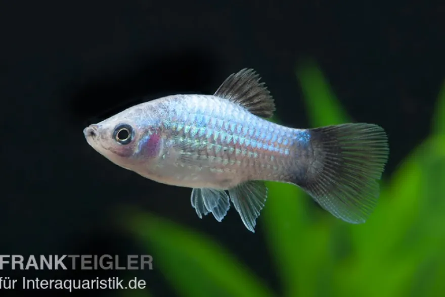 Blauer Wagtail-Platy, Xiphophorus maculatus