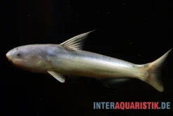 Blauer Wal-Wels, Cetopsis coecutiens, 10-12 cm