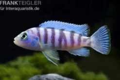 Blauer Zebrabuntbarsch, Pseudotropheus zebra, DNZ