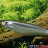 Blauer Zwerghaiwels, Kryptopterus geminus