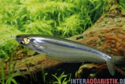 Blauer Zwerghaiwels, Kryptopterus geminus