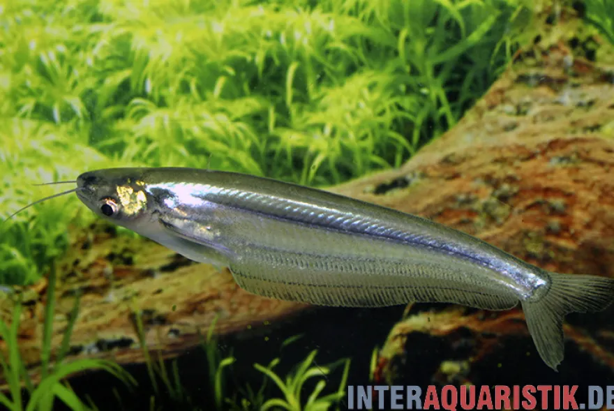 Blauer Zwerghaiwels, Kryptopterus geminus
