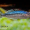 Blauer Zwergregenbogenfisch, Melanotaenia pygmaea