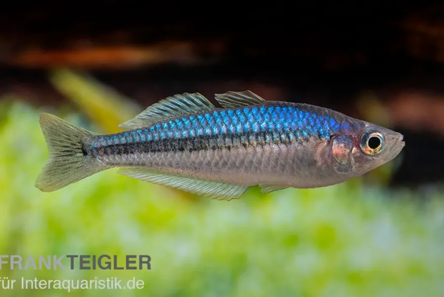 Blauer Zwergregenbogenfisch, Melanotaenia pygmaea