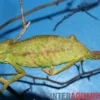 Blaues Chamäleon, Trioceros ellioti