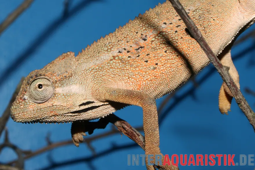 Blaues Chamäleon, Trioceros ellioti