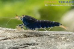 Blaue Tigergarnele "Deep Blue", Caridina mariae