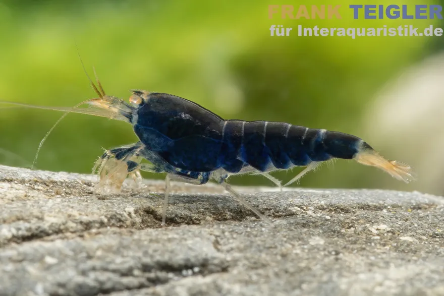 Blaue Tigergarnele "Deep Blue", Caridina mariae