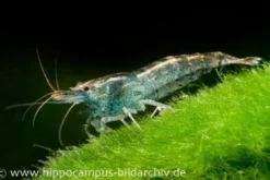 Blaue Zwerggarnele, Neocaridina babaulti